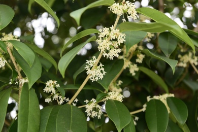 秋季里桂花树上的桂花花瓣