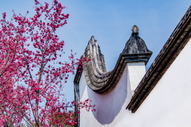 被子植物门中国山樱花马头墙园林建筑景观