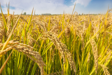 蓝天白云下金灿灿沉甸甸的水稻