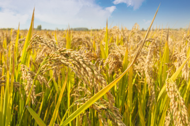 蓝天白云下金灿灿沉甸甸的水稻