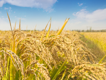 蓝天白云下金灿灿沉甸甸的水稻