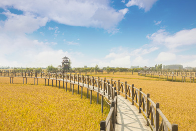 沈阳锡伯稻梦空间稻米文化主题公园秋天景观