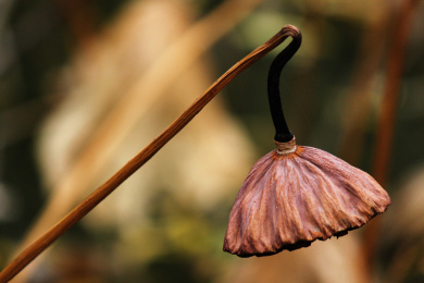 深秋时节池塘中低垂干枯的莲蓬头