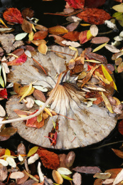 深秋时节池塘中漂浮的一片干枯荷叶