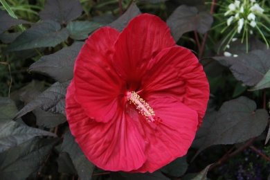 盛开的红色芙蓉葵花卉植物特写