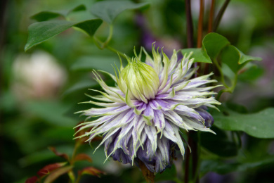 盛开的铁线莲 植物花卉特写