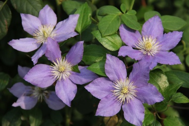 盛开的紫色铁线莲植物花卉