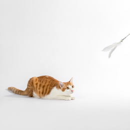 趴在地的橘猫，盯着上方的逗猫棒