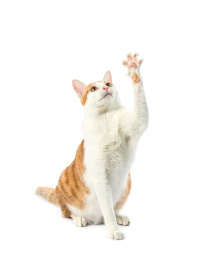 橘猫向上方伸出一只前爪，想要某样东西