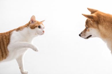 初次见面的一只橘猫伸手和柴犬打招呼