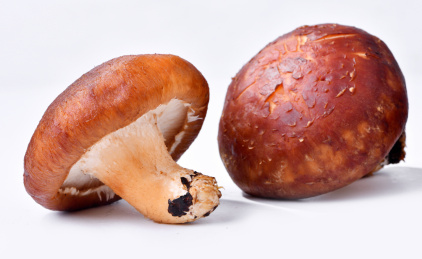 新鲜食材香菇
