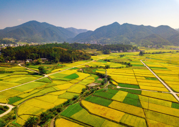 福建省武平县岩前镇金色的稻田与民房