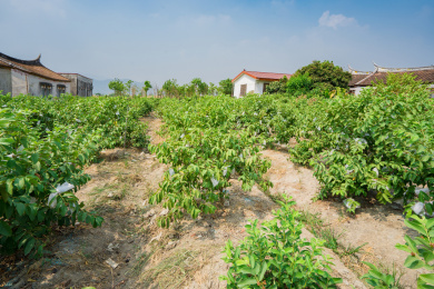 埭美村燕尾屋旁的一小片芭乐果园，中国福建漳州龙海