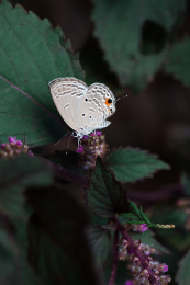 一只栖息中紫苏上曲纹紫灰蝶