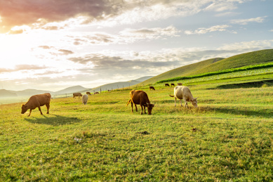 清晨日出时分坝上草原天然牧场