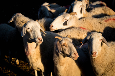内蒙赤峰克什克腾旗草原夕阳中的羊群