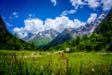 中国四川省阿坝州理县毕棚沟夏季上午高山草甸