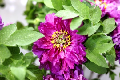 盛开的紫色牡丹花 菏泽牡丹