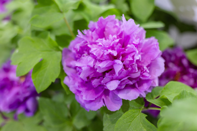 漂亮的紫色牡丹花 菏泽牡丹