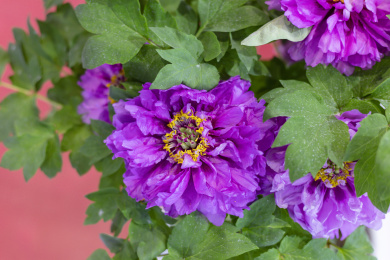 盛开的紫色牡丹花 曹州牡丹
