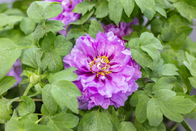 雍容华贵的牡丹花 菏泽牡丹