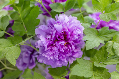 雍容华贵的牡丹花 曹州牡丹