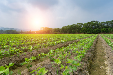 成片的整齐有序的大豆苗期田块，中国福建漳州