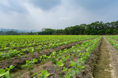 成片的行垄整齐有序的大豆苗期田块，中国福建漳州