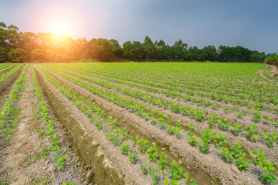 一大片的行垄整齐有序的大豆苗期田块，中国福建漳州