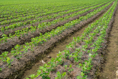 一大片的整齐有序的大豆苗期田块，中国福建漳州