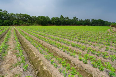成片的整齐有序的大豆苗期田块，中国福建漳州
