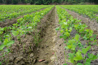 成片的整齐有序的大豆苗期田块，中国福建漳州
