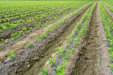 成片的整齐有序的大豆苗期田块，中国福建漳州