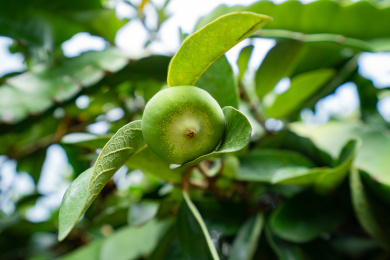 一个桑科植物凉粉果的特写