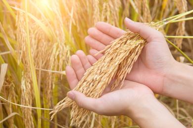 在等待收割的稻田上,一双收捧着一把颗粒饱满的水稻穗