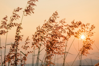 黄昏时分太阳光照耀下的芦苇