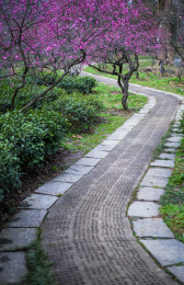 南京梅花山的梅花盛开