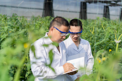 蔬菜大棚内两名东方男性研究人员在对西红柿的生长情况进行观察记载，中国福建省龙岩