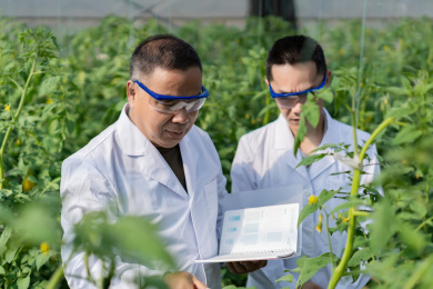 两名东方男性研究人员在对西红柿的生长情况进行观察记载，中国福建省龙岩