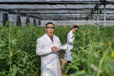 大棚内两名东方男性人员在对西红柿的生长情况进行观察记载，中国福建省龙岩