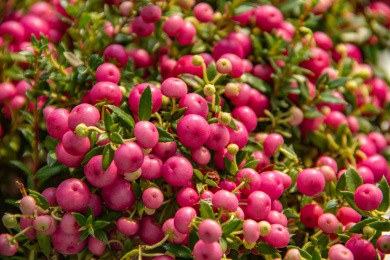 红色丽果木盆栽果实植物花卉