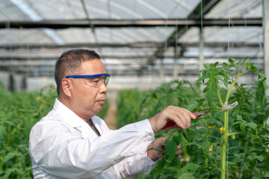 一个男性 农业科学研究人员在检查修剪植物