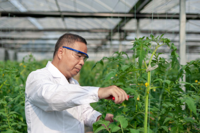 一个男性 农业科学研究人员在检查修剪植物