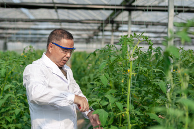 一个男性 农业科学研究人员在检查修剪植物