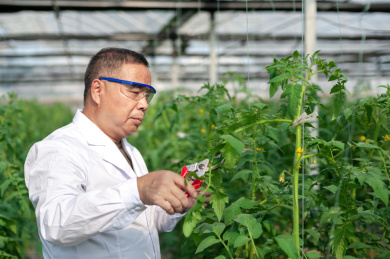 一个男性 农业科学研究人员在检查修剪植物