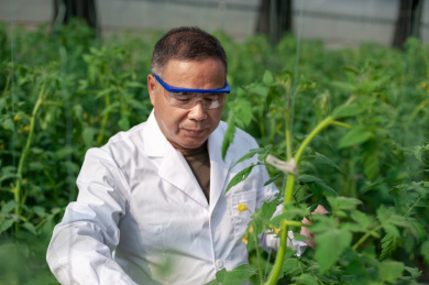 一个男性 农业科学研究人员在检查修剪植物