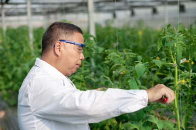 一个男性 农业科学研究人员在检查修剪植物