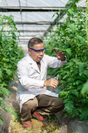 一个男性 农业科学研究人员在检查修剪植物