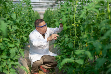 一个男性 农业科学研究人员在检查修剪植物