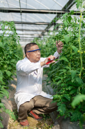 一个男性 农业科学研究人员在检查修剪植物